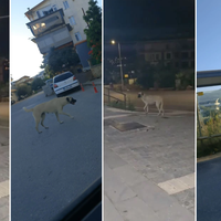 ALANYA