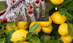 Don Faciası Limon Fiyatlarını Vurdu: Kilosu 60 Liraya Yükseldi