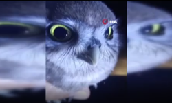 Yolda Rastladığı Yavru Baykuşla Kurduğu Diyalog İç Isıttı