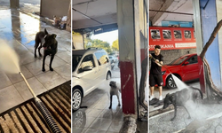 Sıcaktan Bunalan Köpeğin Serinleme Yöntemi İzleyenleri Gülümsetti