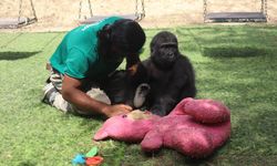 Nijerya'ya İade Edilecek Olan Yavru Goril Zeytin, Bakıcısından Kopamıyor