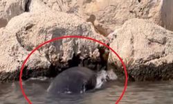 Antalya’da Denizin Mucizesi: Yavru Balina Kayalıklardan Kurtarıldı