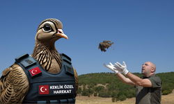 Operasyon Başladı! Kenelere Karşı 1 Milyon Keklik Özel Harekat Doğaya Salındı