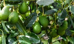 Alanya'da Avokado Fiyatlarındaki Sert Düşüş ''İTHAL ÜRÜN'' Tartışmalarını Alevlendirdi