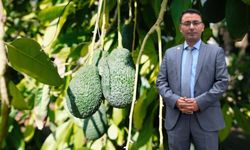 Yeni Dönem Pazartesi Günü Başlıyor! Alanya'da Avokado Artık Kiloyla Satılacak