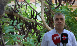 Alanya'da Keçiboynuzu Hasadında Sona Gelindi: Yıllık Rekolte 7 Bin Ton Civarında