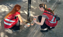 Alanya Kent Konseyi’nden Sokak Hayvanları İçin Anlamlı Etkinlik