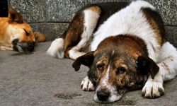 İstanbul’da Sokak Köpeklerine Kontrolsüz Besleme Dönemi Bitiyor