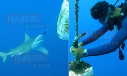 Antalya’da Oltaya Takılan Köpek Balığı Dalgıçların Müdahalesiyle Kurtuldu