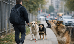 Görme Engelli Vatandaştan Başıboş Köpek İddiası: Belediyeye Tepki Gösterdi