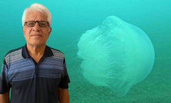 Antalya Körfezi’ne Dev Denizanaları Girdi, Geçiş Başladı