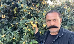 Alanya’da Dalında Kalan Yeni Dünya Vatandaşa Ücretsiz Dağıtılıyor