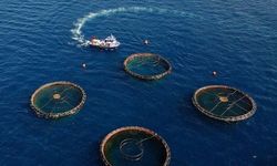 Karadeniz’den Su Ürünleri İhracatında Büyük Artış