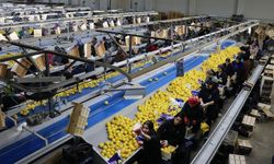 Alanya’dan Dünyaya Meyve Sebze İhracatında Rekor Artış