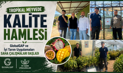 Alanya'da Tropikal Meyvede Uluslararası Standart Süreci Başladı
