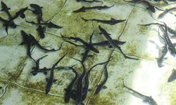 Amasya’da Üretilen 8 Bin Mersin Balığı Karadeniz’e Bırakılacak