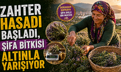 Zahter Hasadı Başladı, Şifa Bitkisi Altınla Yarışıyor