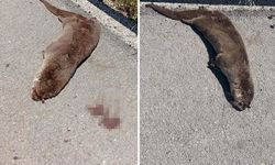 Siverek’te Nesli Tehlike Altındaki Su Samuru Ölü Bulundu