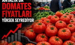 Antalya’da Domates Fiyatları Yüksek Seyrediyor