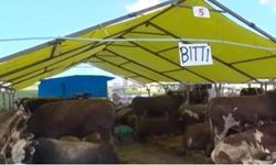 Kurban Bayramı Öncesi Pazarda ‘Bitti’ Yazıları: Satıcılar Memnun