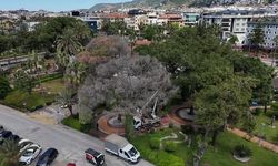 Alanya’da Zararlı Böceklere Karşı Kapsamlı Mücadele Başlatıldı