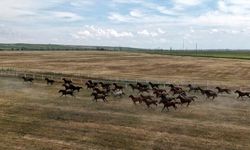 TİGEM’in Yetiştirdiği 116 Safkan Arap Atı Satışa Çıkıyor