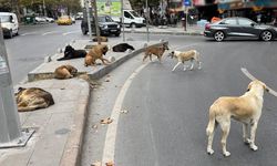Üç Belediye Başkanı Hakkında Sokak Hayvanları Gerekçesiyle İşlem Başlatıldı
