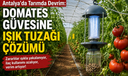 Antalya'da Tarımda Devrim: Domates Güvesine Işık Tuzağı Çözümü