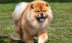 Sıcak Havada Kilometrelerce Yürütülen Köpeğin Ölümüyle İlgili Şahıs Gözaltına Alındı