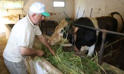 Hayvancılıkta Maliyetleri Düşüren Destek: Ordu’da Yem Hasadı Başladı