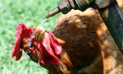 Fransa'da Aşırı Sıcaklar Tarımı Vurdu: 6 Bin Ton Kümes Hayvanı Telef Oldu