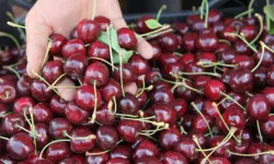 Kiraz Yedikten Sonra Fenalaşan Çiftten Acı Haber
