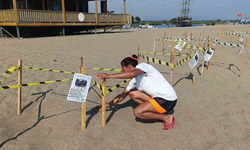Manavgat'ta Binlerce Caretta Caretta Yavrusu Denizle Buluşuyor