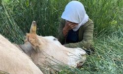 Uçurumdan Düşen İnek Telef Oldu, 7 Çocuk Annesi Kadın Gözyaşlarına Boğuldu