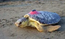 Caretta Caretta Tuba'nın 25 Bin Kilometrelik Yolculuğu Sürüyor