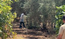 Antalya'da Zeytinlikte Elleri Bağlı Erkek Cesedi Bulundu