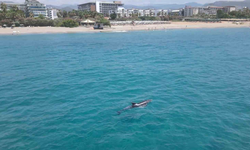 Alanya’da Turistlerin Şaşkınlığı! Yunus Kıyıya Kadar Geldi