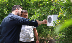 800 Dekarlık Tarım Alanına Faydalı Böcek Desteği
