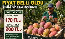 Alanya Mangosunda Tavsiye Fiyat Açıklandı