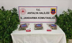 Gazipaşa’da Kenevir Operasyonu: Şüpheli Sulama Yaparken Yakalandı