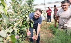ALKÜ Serasında İlk Tropikal Mango Hasadı Yapıldı