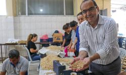 Gazipaşa'da 1800 Rakımda Nohut Bereketi: İlk Hasat Başkan Yılmaz’dan