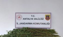 Serik’te Kenevir Operasyonu: Bir Şüpheli Gözaltında
