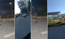 Alanya Oba Mahallesi Sakinleri Çaresiz: "Başıboş Köpekler Can Güvenliğimizi Tehdit Ediyor!"