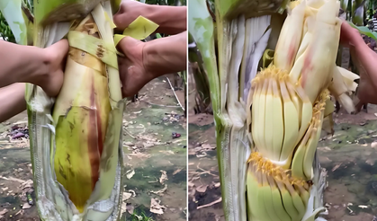 MUZUN "SEZERYAN DOĞUMU" SOSYAL MEDYADA VİRAL OLDU