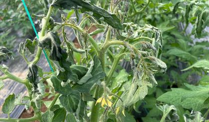 Soğuk Hava Dalgası Alanya'daki Sera Üretimini Vurdu: Ürünler Zarar Gördü