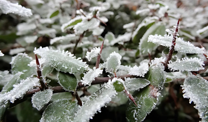 Meteorolojiden Alanya İçin Zirai Don Alarmı: Çiftçilere Kritik Uyarılar!