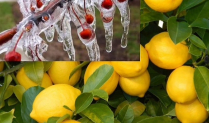 Don Faciası Limon Fiyatlarını Vurdu: Kilosu 60 Liraya Yükseldi