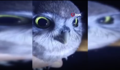 Yolda Rastladığı Yavru Baykuşla Kurduğu Diyalog İç Isıttı