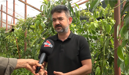 Avokado Üretiminde Yeni Strateji: Alanya’da Dikim Sezonu Değişiyor